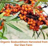 Premium Sea Buckthorn Oil Softgels with Omega-7, Max Potency, 120 Count - Supports Skin, Gut, and Overall Wellness-1（Pack)（